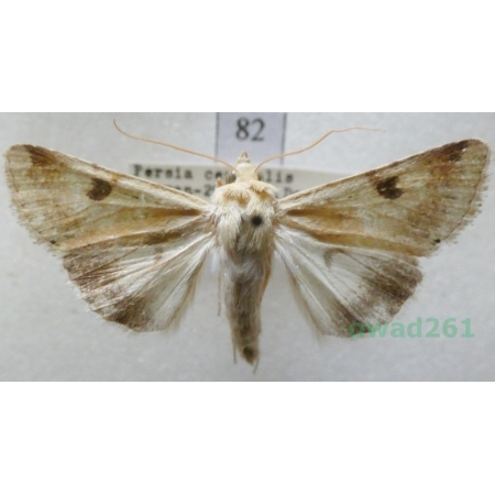 Heliothis peltigera (Denis & Schiffermüller, 1775) Iran82
